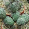 Tephrocactus_alexanderi_V_bruchii